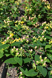 Miracle Primo St. John's Wort (Hypericum x inodorum 'Allprimo') at Lakeshore Garden Centres