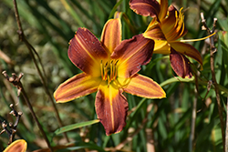 EveryDaylily Red Ribs Daylily (Hemerocallis 'VER00322') at Peter Knippel Garden Centre