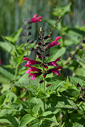Amante Sage (Salvia 'Amante') at Lakeshore Garden Centres