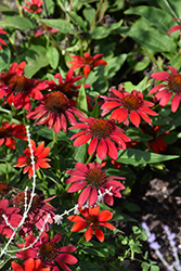 Artisan Red Ombre Coneflower (Echinacea 'PAS1257973') at Peter Knippel Garden Centre