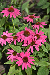 Artisan Brilliant Rose Coneflower (Echinacea 'Artisan Brilliant Rose') at Lakeshore Garden Centres