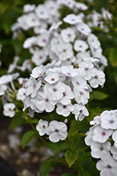 Super Ka-Pow White Garden Phlox (Phlox paniculata 'Balsukawi') at Lakeshore Garden Centres
