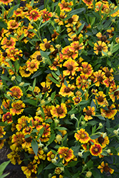 Salud Embers Sneezeweed (Helenium autumnale 'Balsaluemb') at Peter Knippel Garden Centre