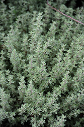 Silver Edge Thyme (Thymus x citriodorus 'Silver Edge') at Lakeshore Garden Centres