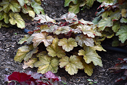 Carnival Coffee Bean Coral Bells (Heuchera 'Coffee Bean') at Lakeshore Garden Centres