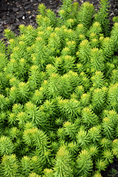 Prima Angelina Stonecrop (Sedum rupestre 'Gold Form') at Lakeshore Garden Centres