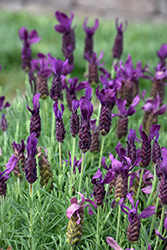 Primavera Lavender (Lavandula stoechas 'Anouk Deluxe 1225') at Lakeshore Garden Centres