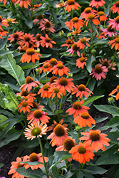 Sombrero Fiesta Orange Coneflower (Echinacea 'Balsomstor') at Lakeshore Garden Centres