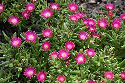 Jewel Of Desert Amethyst Ice Plant (Delosperma 'Jewel Of Desert Amethyst') at Peter Knippel Garden Centre