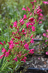 Pristine Deep Rose Beardtongue (Penstemon barbatus 'Pristine Deep Rose') at Peter Knippel Garden Centre