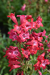 Quartz Red Beard Tongue (Penstemon 'Balquared') at Lakeshore Garden Centres