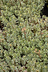 What A Doozie Stonecrop (Sedum spurium 'Spiraling Doozie') at Lakeshore Garden Centres