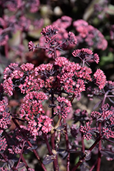 Strawberry Milkshake Stonecrop (Sedum 'Strawberry Milkshake') at Lakeshore Garden Centres
