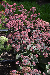 Spellbound Stonecrop (Sedum 'Spellbound') at Lakeshore Garden Centres