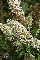 Summer Bird White Butterfly Bush (Buddleia davidii 'Summer Bird White') at Lakeshore Garden Centres