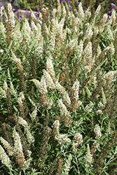 Summer Bird White Butterfly Bush (Buddleia davidii 'Summer Bird White') at Lakeshore Garden Centres