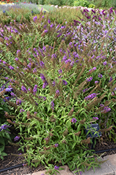 Summer Bird Blue Butterfly Bush (Buddleia davidii 'Summer Bird Blue') at Lakeshore Garden Centres