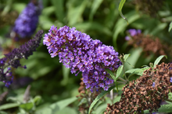 Summer Bird Blue Butterfly Bush (Buddleia davidii 'Summer Bird Blue') at Lakeshore Garden Centres