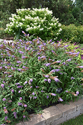 Summer Bird Violet Butterfly Bush (Buddleia davidii 'Summer Bird Violet') at Lakeshore Garden Centres