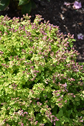 Gilt Trip Oregano (Origanum 'Gilt Trip') at Lakeshore Garden Centres