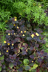 Firefly Loosestrife (Lysimachia congestiflora 'Firefly') at Lakeshore Garden Centres