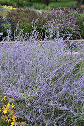 Crazy Blue Russian Sage (Perovskia atriplicifolia 'Crazy Blue') at Peter Knippel Garden Centre