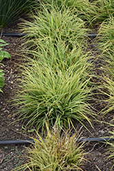 ColorGrass Lucius Wood Rush (Luzula nivea 'Lucius') at Lakeshore Garden Centres