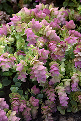 Kirigami Oregano (Origanum 'Kirigami') at Lakeshore Garden Centres