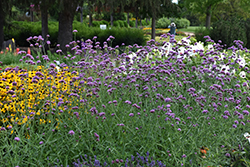 Buenos Aires Verbena (Verbena bonariensis 'Buenos Aires') at Lakeshore Garden Centres