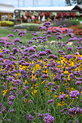 Buenos Aires Verbena (Verbena bonariensis 'Buenos Aires') at Lakeshore Garden Centres