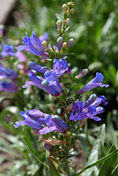 Electric Blue Beard Tongue (Penstemon heterophyllus 'Electric Blue') at Lakeshore Garden Centres