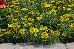 Yellow Diamonds Stonecrop (Sedum middendorfianum 'Yellow Diamonds') at Green Thumb Garden Centre
