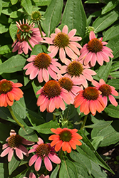 Sombrero Poco Hot Coral Coneflower (Echinacea 'Balsomcor') at Lakeshore Garden Centres