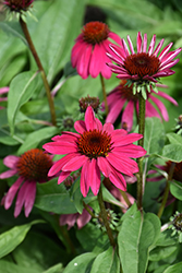 Sombrero Poco Hot Pink Coneflower (Echinacea 'Balsompotin') at Lakeshore Garden Centres