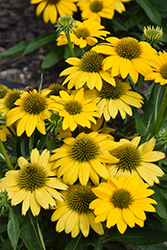 Sombrero Poco Yellow Coneflower (Echinacea 'Balsompocel') at Lakeshore Garden Centres