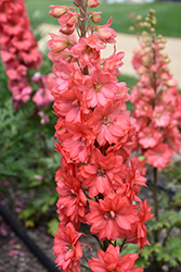 Red Lark Larkspur (Delphinium 'Red Lark') at Peter Knippel Garden Centre