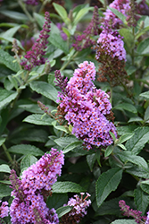 Chrysalis Pink Butterfly Bush (Buddleia 'Balchryink') at Peter Knippel Garden Centre