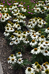 Sombrero Poco White Coneflower (Echinacea 'Balsompocwi') at Lakeshore Garden Centres