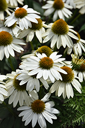 Sombrero Poco White Coneflower (Echinacea 'Balsompocwi') at Lakeshore Garden Centres