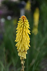 Glow Stick Torchlily (Kniphofia uvaria 'KLEKN22193') at Lakeshore Garden Centres