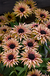 August Flame Coneflower (Rudbeckia 'VPRU17/ 16') at Lakeshore Garden Centres