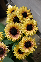 August Sun Coneflower (Rudbeckia 'VPRU17/ 49') at Lakeshore Garden Centres