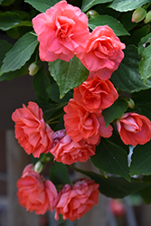 Glimmer Salmon Double Impatiens (Impatiens 'Balglimsal') at Lakeshore Garden Centres