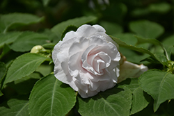 Glimmer White Double Impatiens (Impatiens 'Balglimite') at Lakeshore Garden Centres