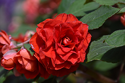 Glimmer Bright Red Double Impatiens (Impatiens 'Balglimbred') at Lakeshore Garden Centres