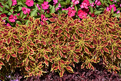 FlameThrower Serrano Coleus (Solenostemon scutellarioides 'UF15-6-28') at Lakeshore Garden Centres