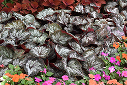 Jurassic Megalo Komodo Begonia (Begonia 'Jurassic Megalo Komodo') at Lakeshore Garden Centres