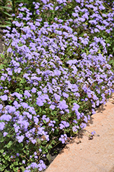 Aguilera Sky Blue Flossflower (Ageratum houstonianum 'Aguilera Sky Blue') at Lakeshore Garden Centres