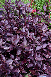 Purple Knight Alternanthera (Alternanthera dentata 'Purple Knight') at Lakeshore Garden Centres