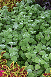 Silver Crest Plectranthus (Plectranthus argentatus 'Silver Crest') at Lakeshore Garden Centres